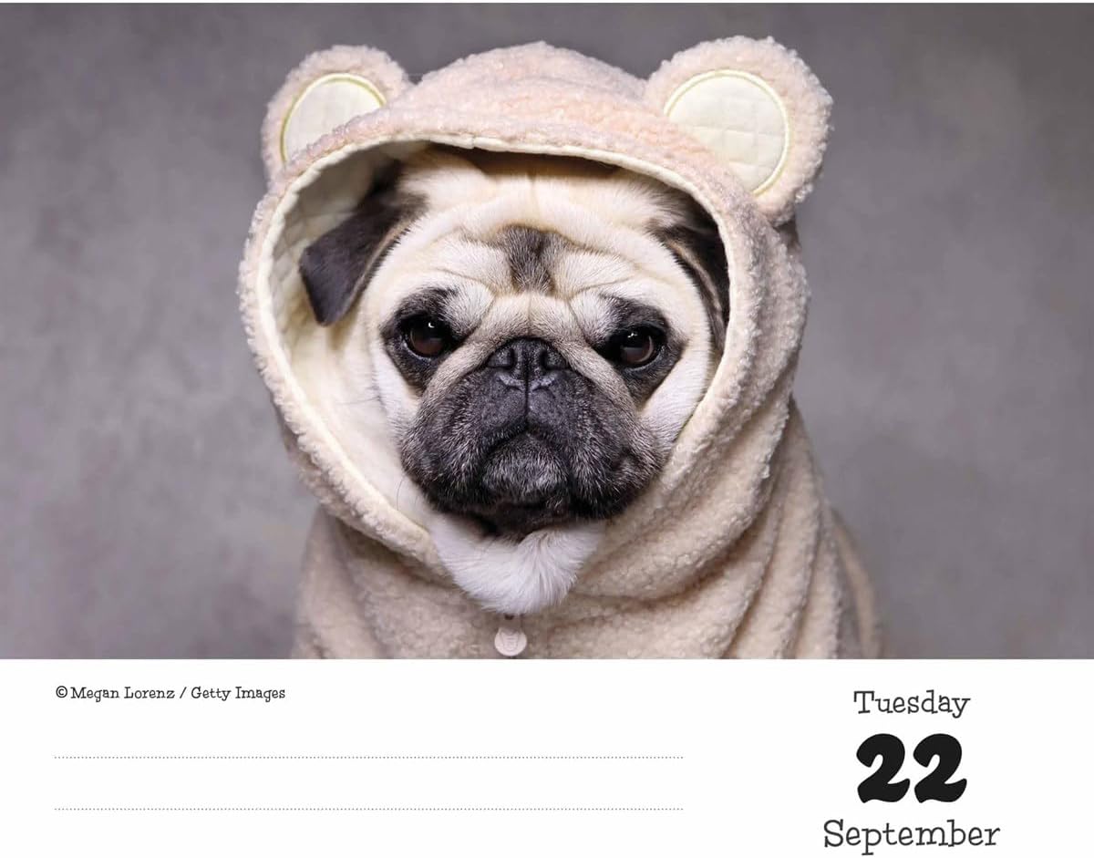 Pugs Desk Calendar 2026