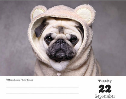 Pugs Desk Calendar 2026