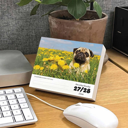 Pugs Desk Calendar 2026