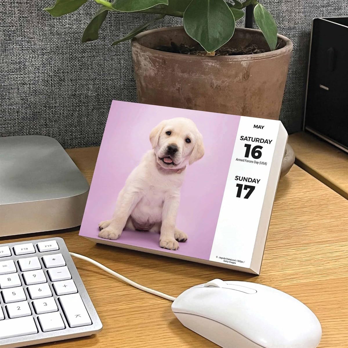 Labrador Retrievers Desk Calendar 2026