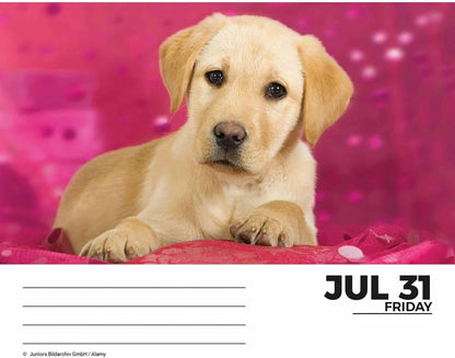Labrador Retrievers Desk Calendar 2026