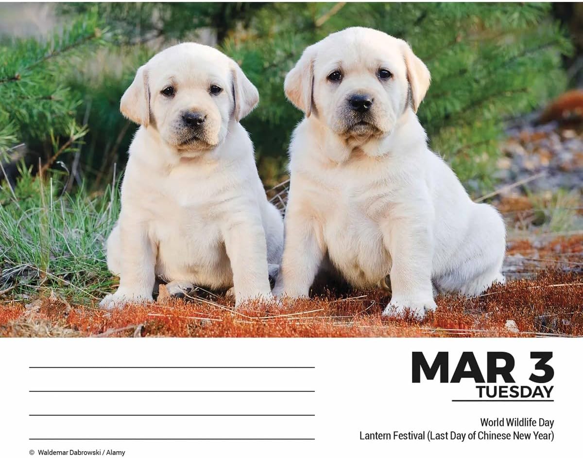Labrador Retrievers Desk Calendar 2026