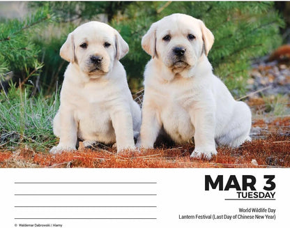 Labrador Retrievers Desk Calendar 2026