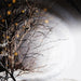 Lp-Winterlight-Winterlight