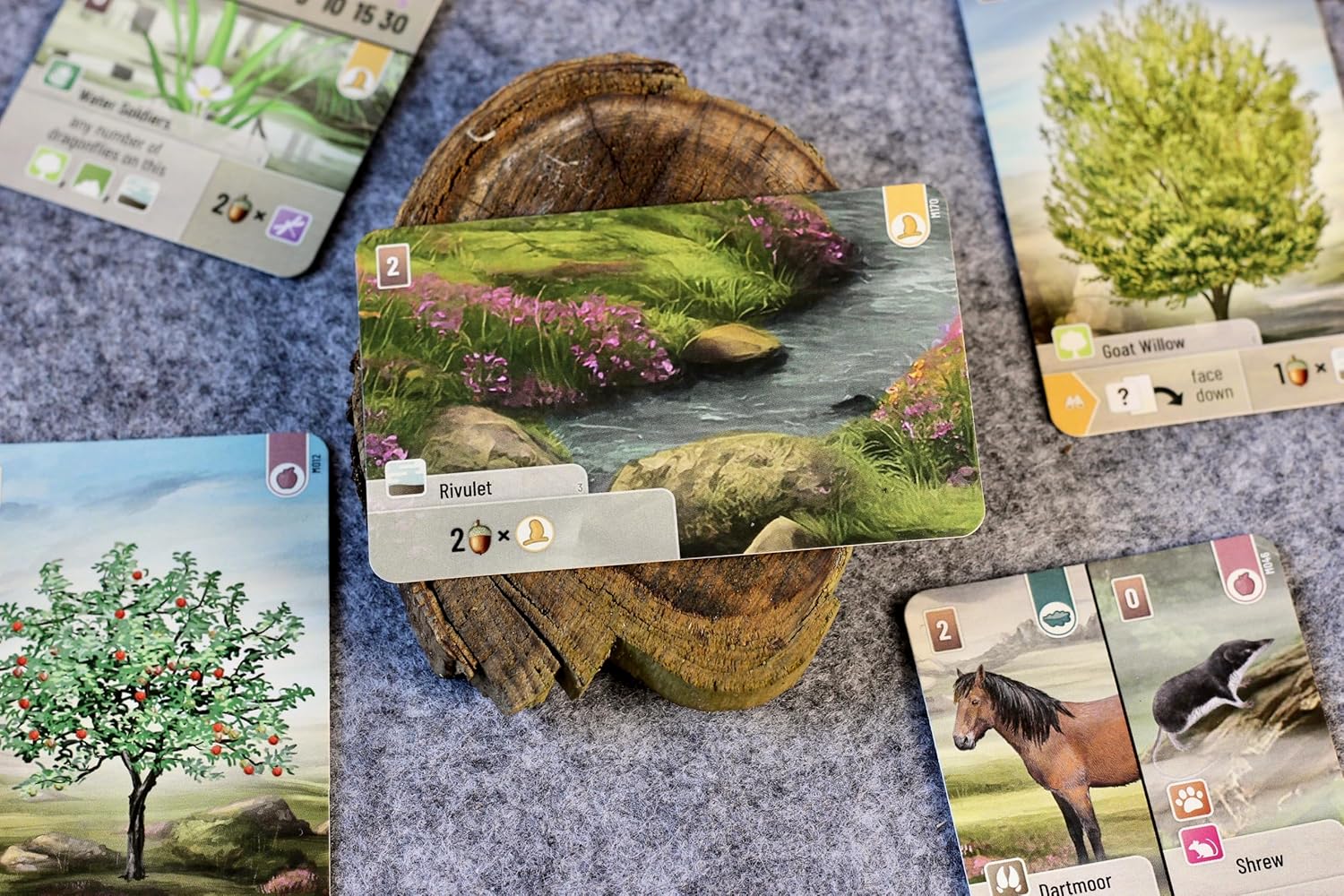 Asmodee | Forest Shuffle Dartmoor | Family Card Game | Ages 10+ | 2-5 Players | 60 Minutes Playing Time