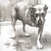 Alice in Chains (30th Anniversary)