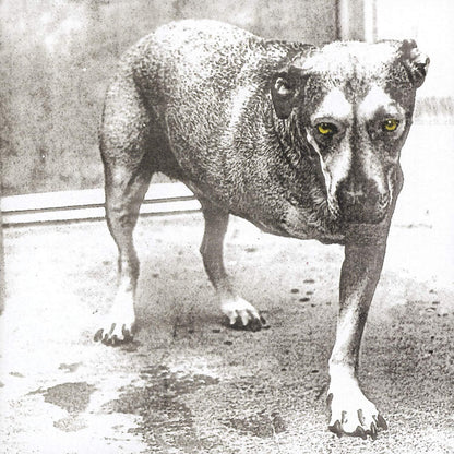 Alice in Chains (30th Anniversary)