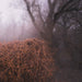 Nincs Szennyezetlen Szép (Ltd Your Pieces Scattered Lp)