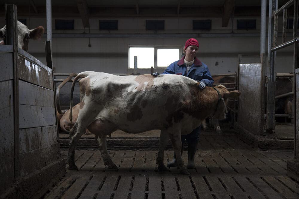 Mjolk, la guerre du lait