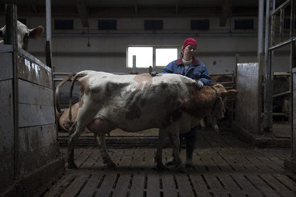 Mjolk, la guerre du lait