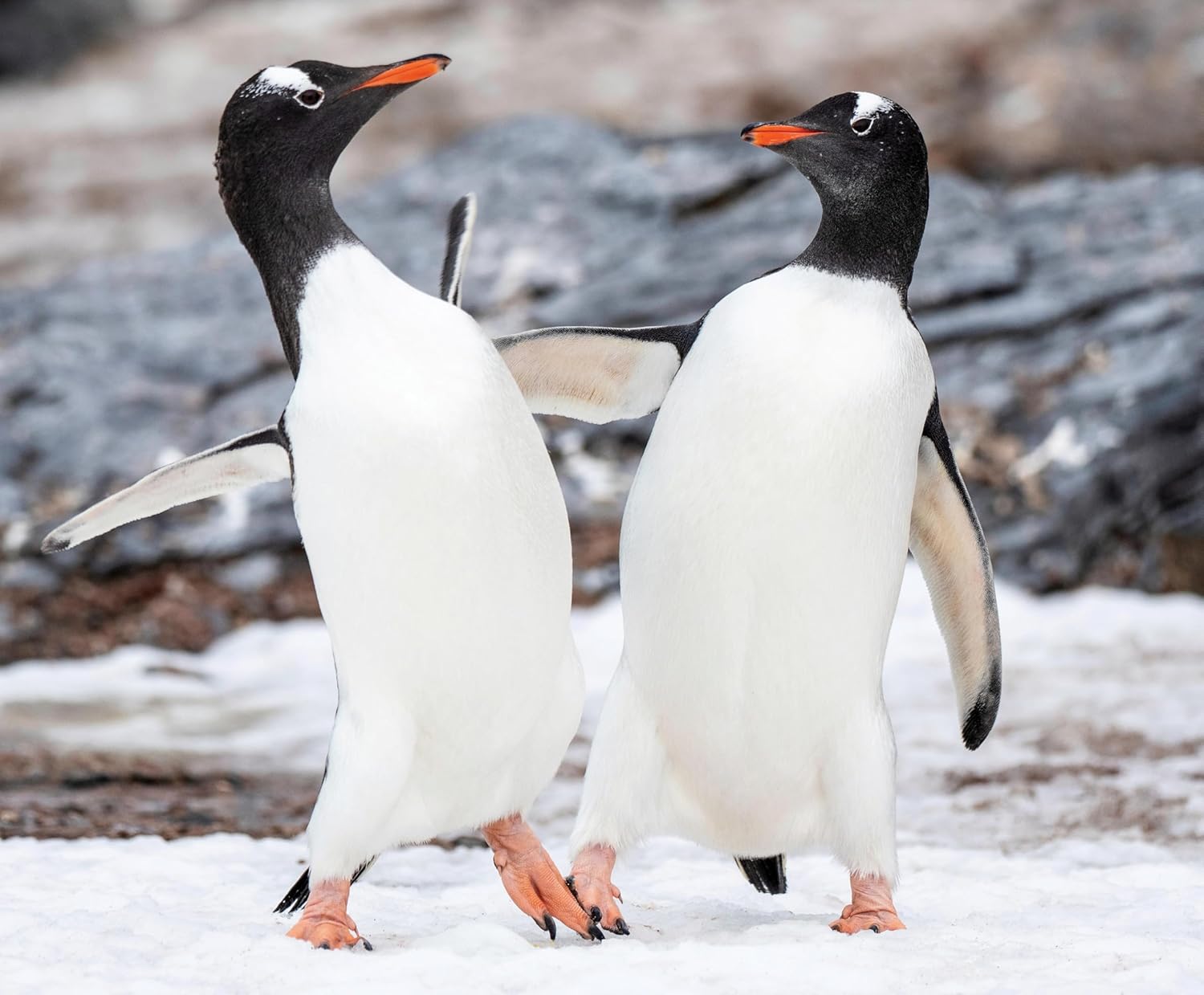 Penguin Palooza: A Fun, Photo-filled Picture Book Celebration of All Things Penguin!