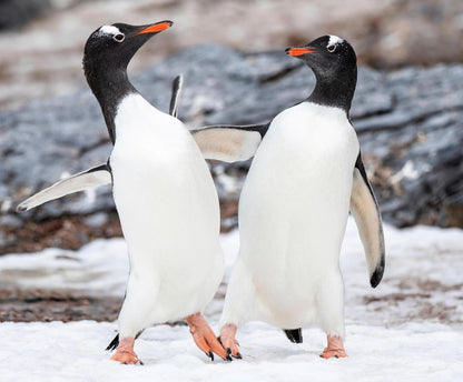 Penguin Palooza: A Fun, Photo-filled Picture Book Celebration of All Things Penguin!