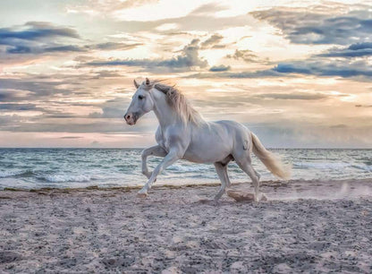 Erwachsenenpuzzle 500 Teile - Pferd am Strand