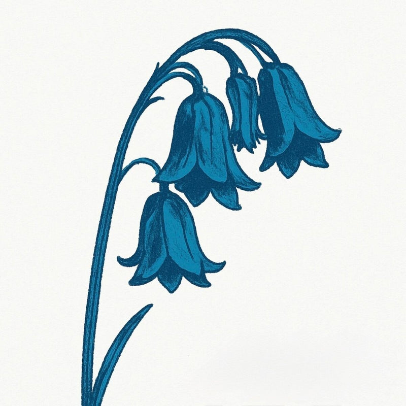 This Is the Bluebells