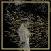 Engravings (2025 Edition)