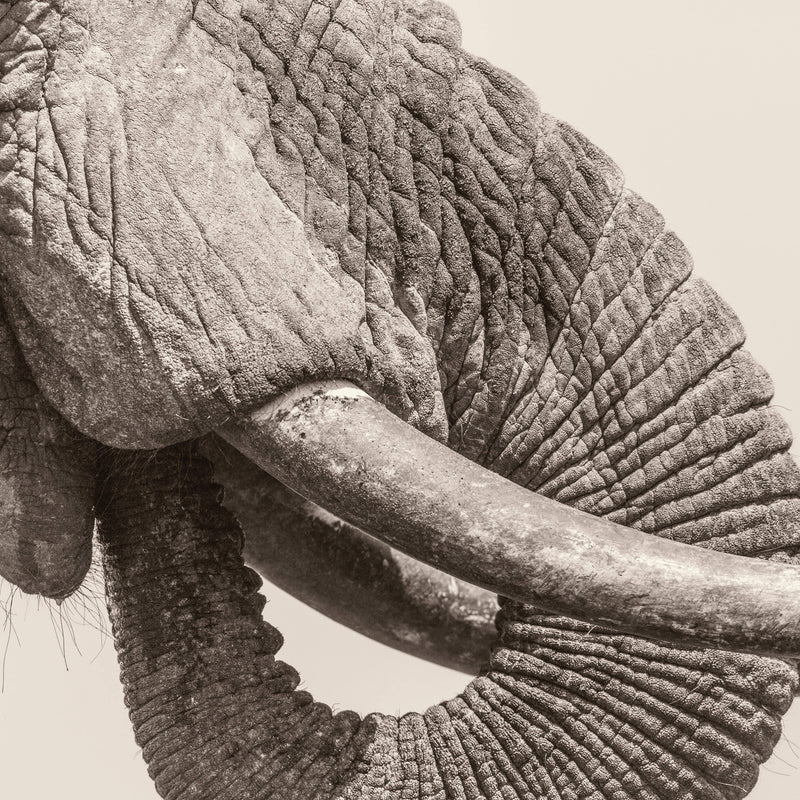World Elephant Day