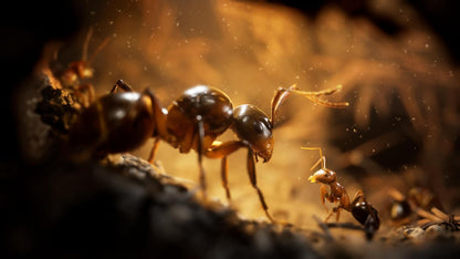 DE MIEREN (EMPIRE OF THE ANTS) voor Playstation 5