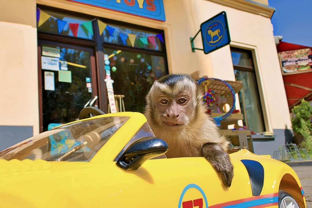 Akiko - der Fliegende Affe