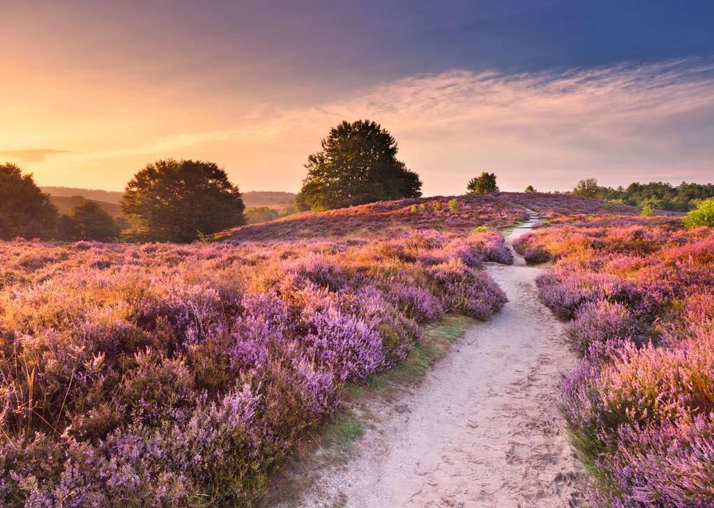 Ravensburger - Pink Pathway 1000P (12001763)