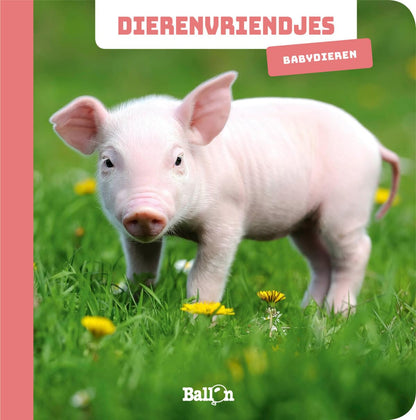 Wins Holland - Dierenvriendjes - Fotokijkboek Babydieren