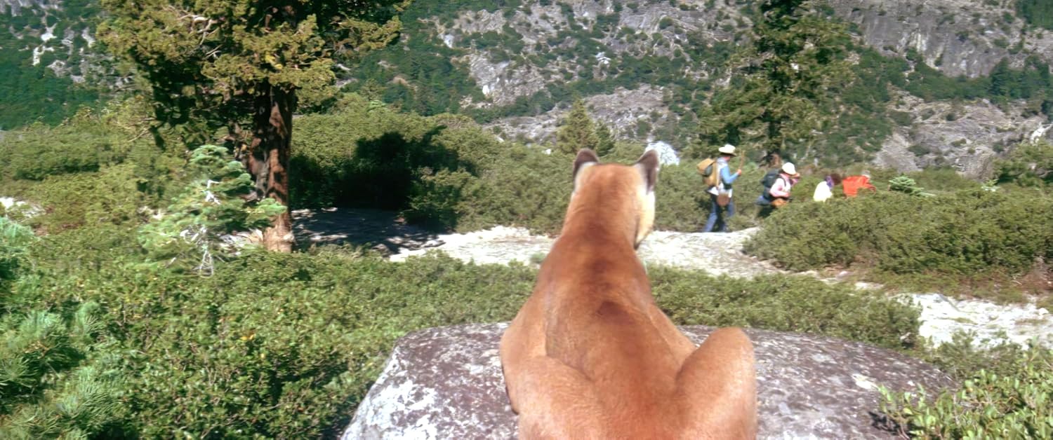 Day of the Animals - Limited Mediabook 4K-UHD