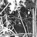 Into the Woods of Belial