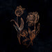Cycles of Asphodel