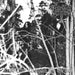 Into the Woods of Belial