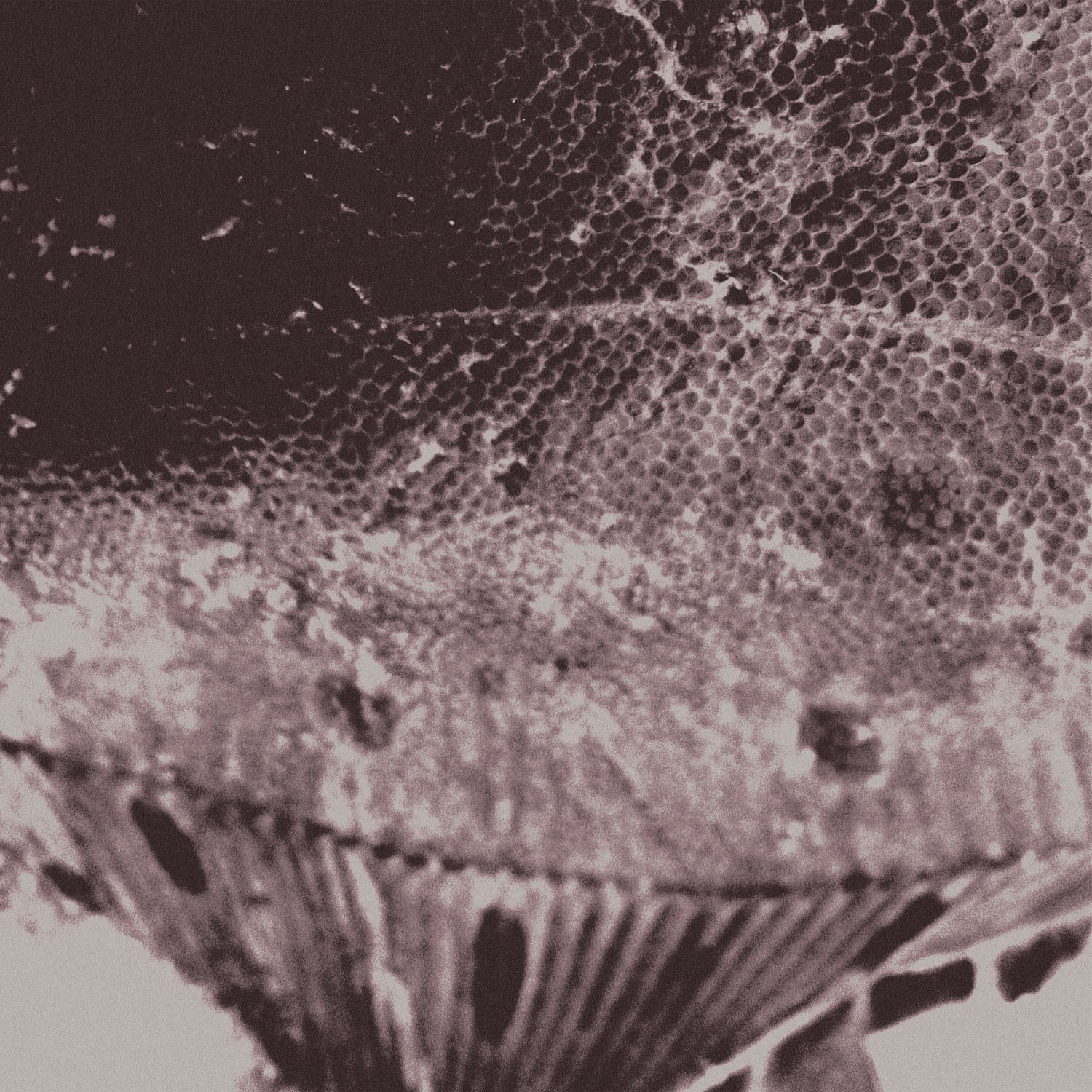 Flounder Maps