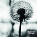 Graceful Degradation/New Beginning