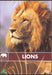 LIONS - SAFARI