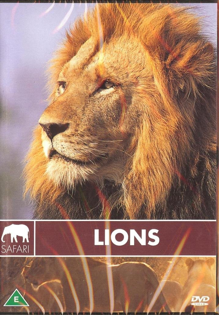 LIONS - SAFARI