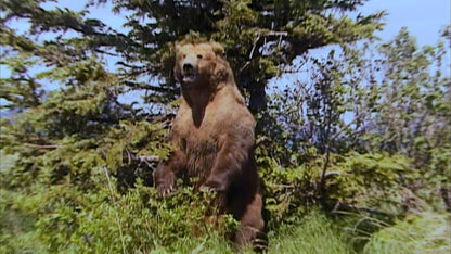 GRIZZLY MAN