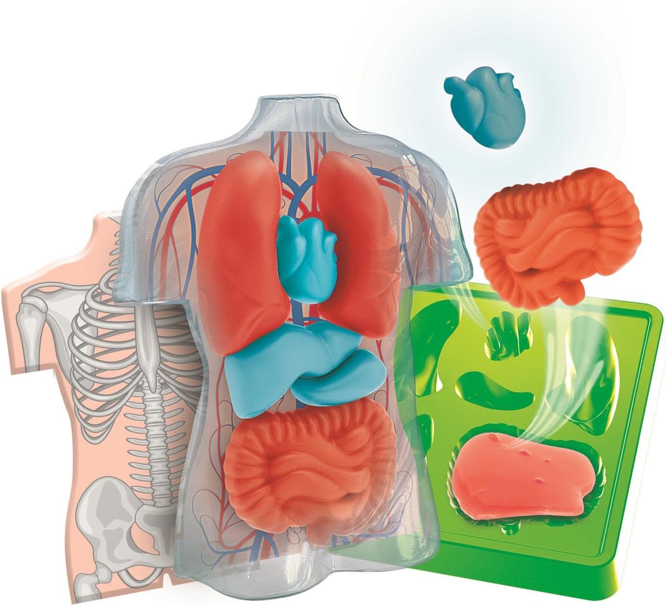 ANATOMIE SQUISHY (NORDIC