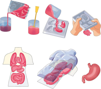 ANATOMIE SQUISHY (NORDIC
