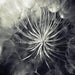 Pneuma