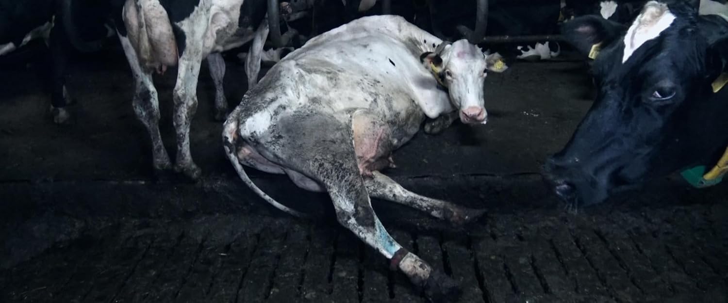 Food for Profit