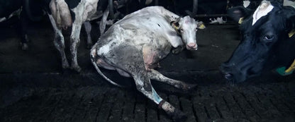 Food for Profit