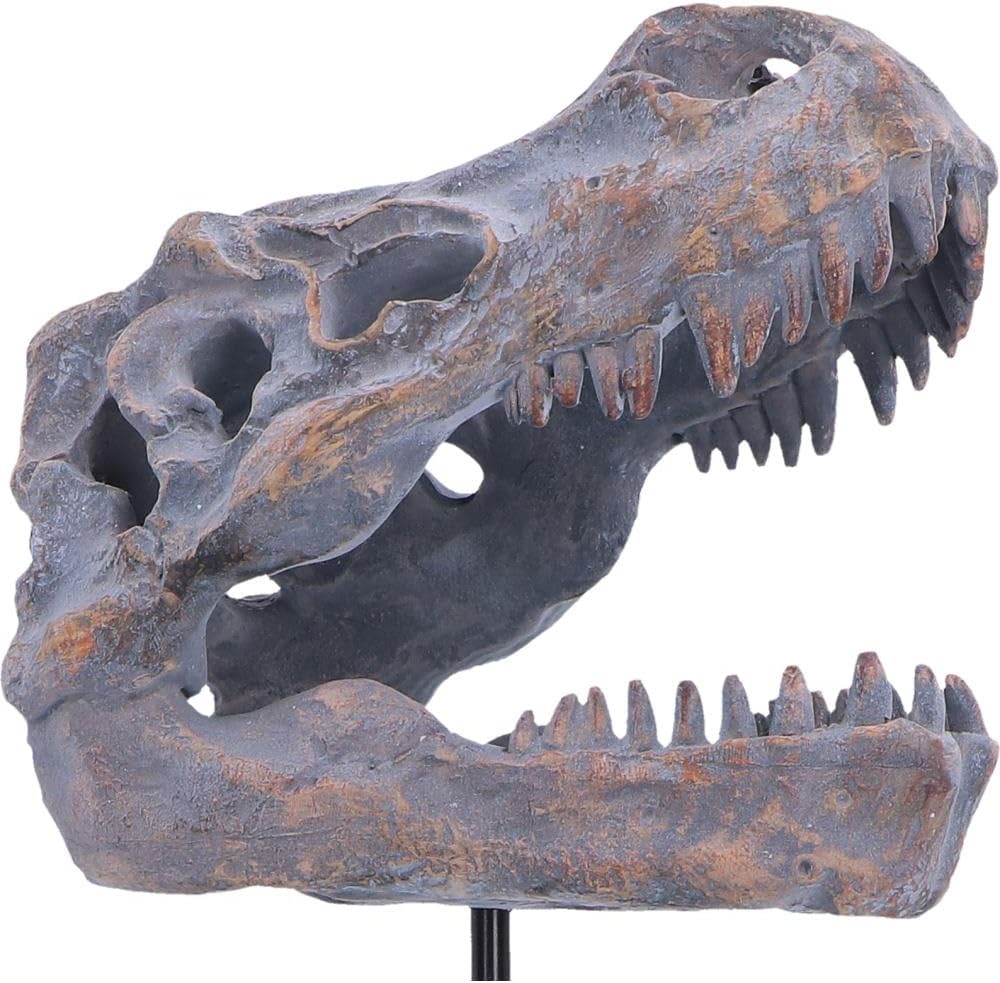 Tyrannosaurus Rex Skull on Plinth 24.2cm – Fossilised T-Rex Skull Ornament, Prehistoric Dinosaur Display Figure