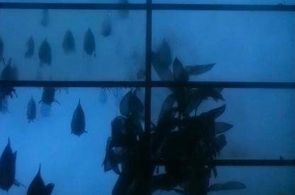 Die Rückkehr der Piranhas