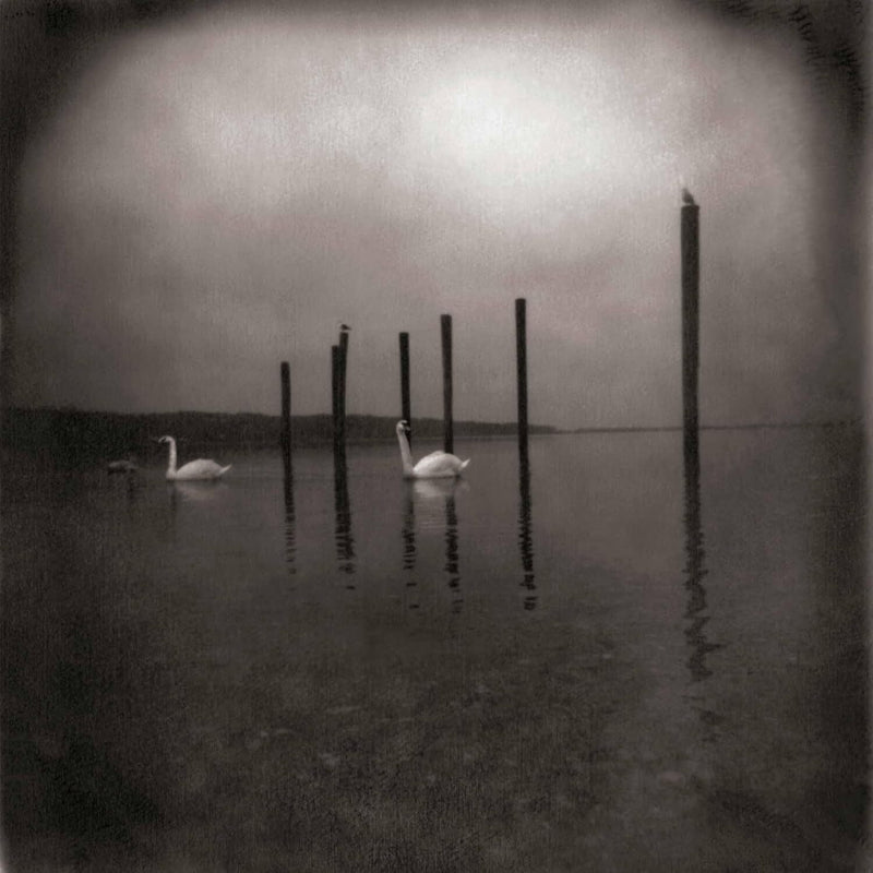 Conference of the Birds