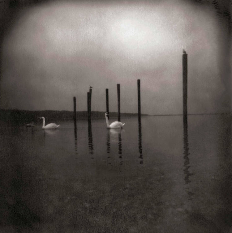 Conference of the Birds