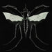 GNAT