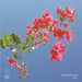Redleaf