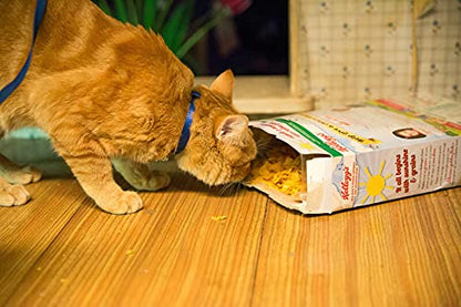 Un chat pour la vie