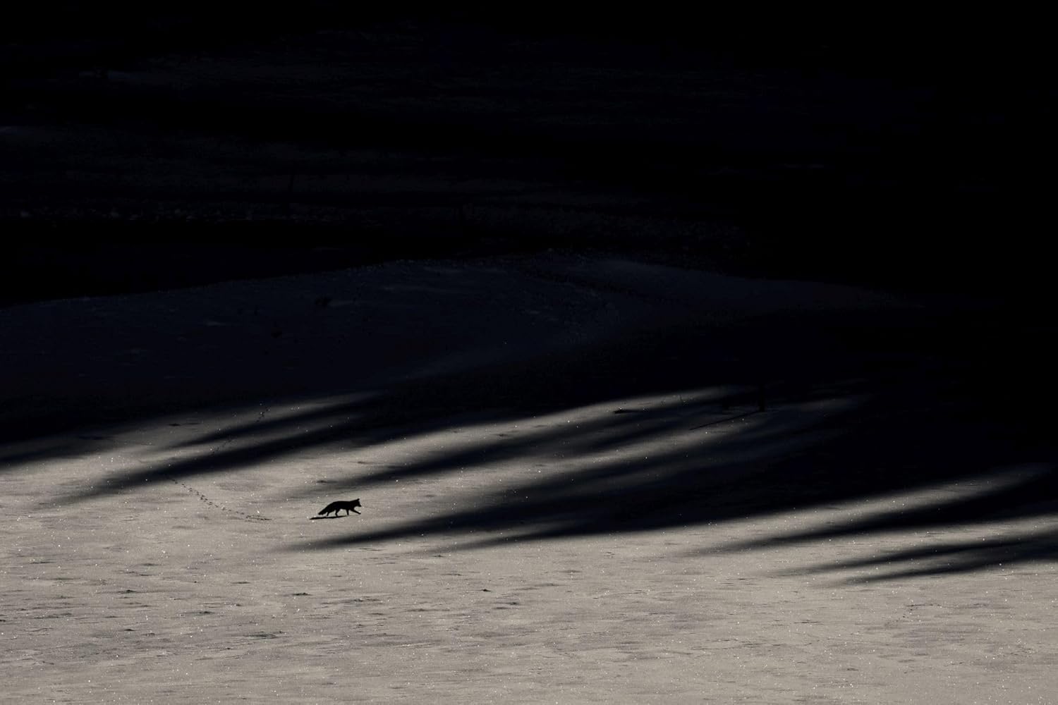Das Flüstern der Wälder