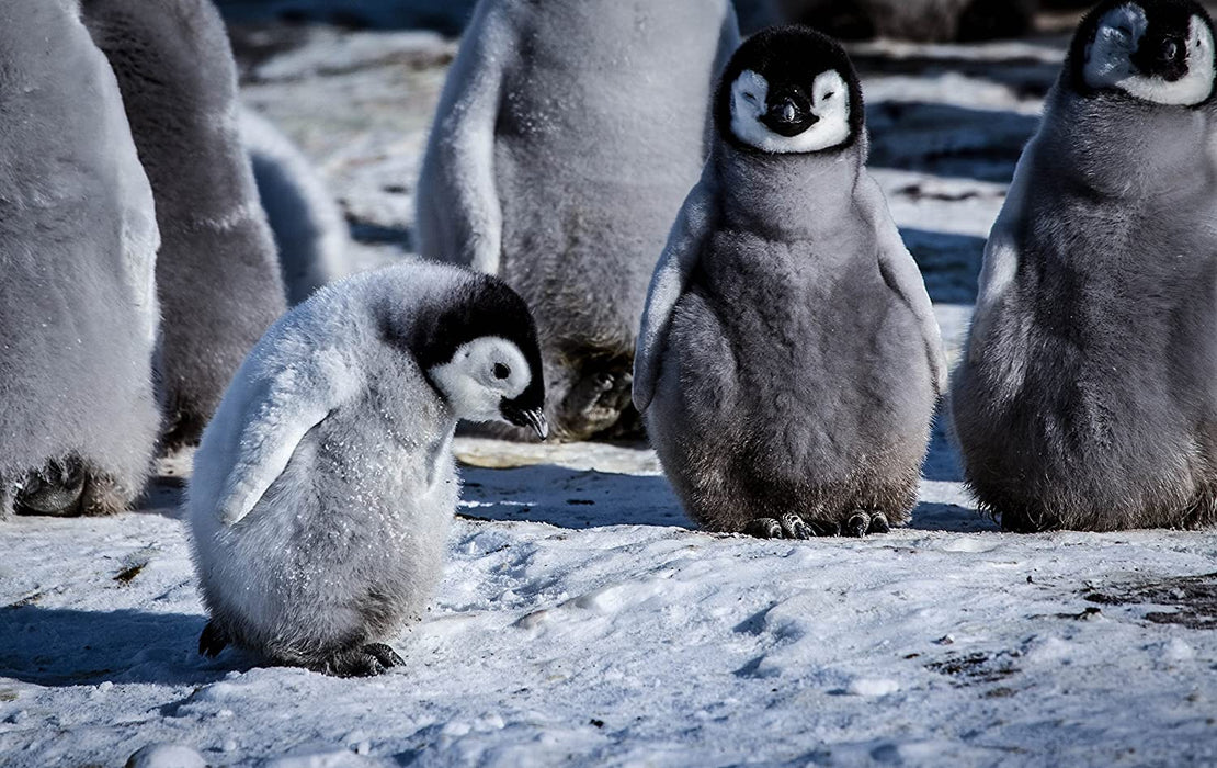 Snow Chick: A Penguin's Tale (BBC)