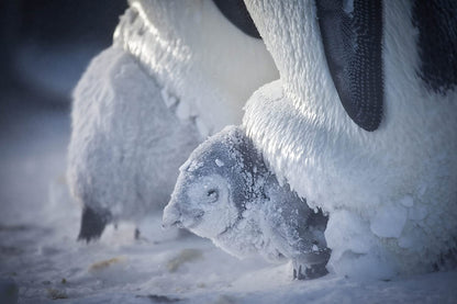 Snow Chick: A Penguin's Tale (BBC)