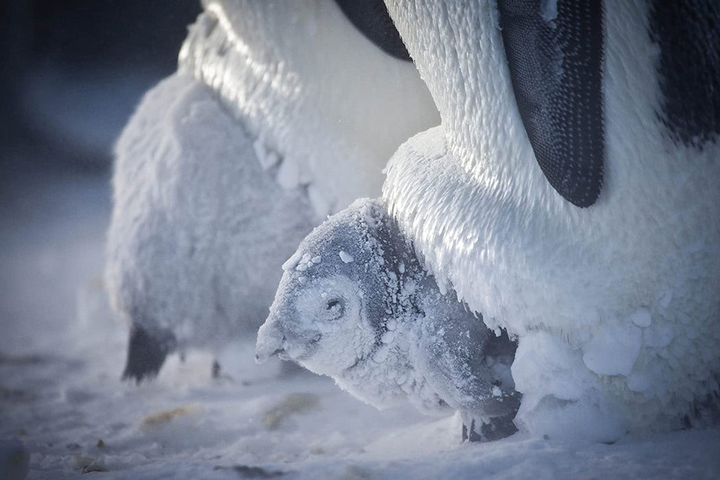 Snow Chick: A Penguin's Tale (BBC)
