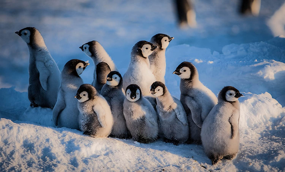 Snow Chick: A Penguin's Tale (BBC)